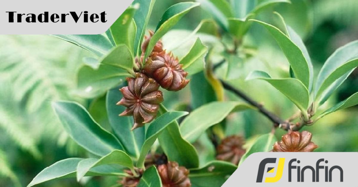 Việt Nam sở hữu "cánh hoa nghìn tỷ" thuộc hàng hiếm thế giới, vừa thu về 22 triệu USD, được Ấn Độ săn lùng