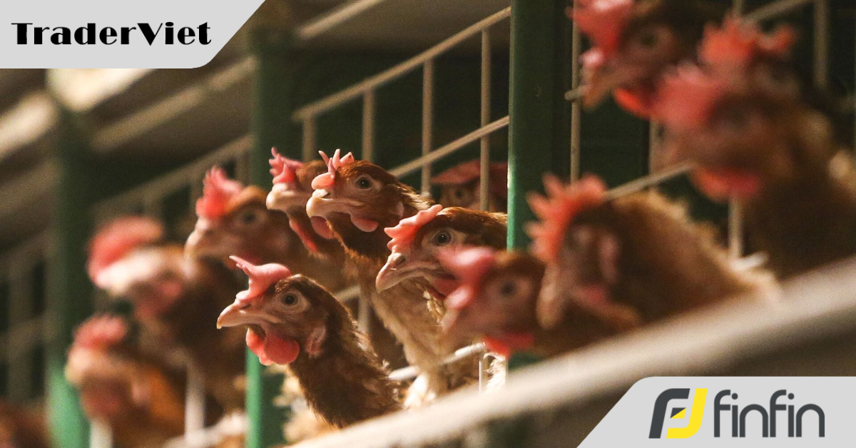 Cách thức tập đoàn Hoàng Gia lừa dối hàng nghìn khách hàng đầu tư