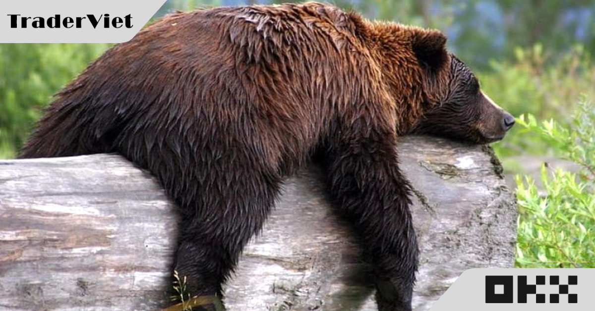 Hôm nay trade coin gì? - 12/9: Gấu đuối?