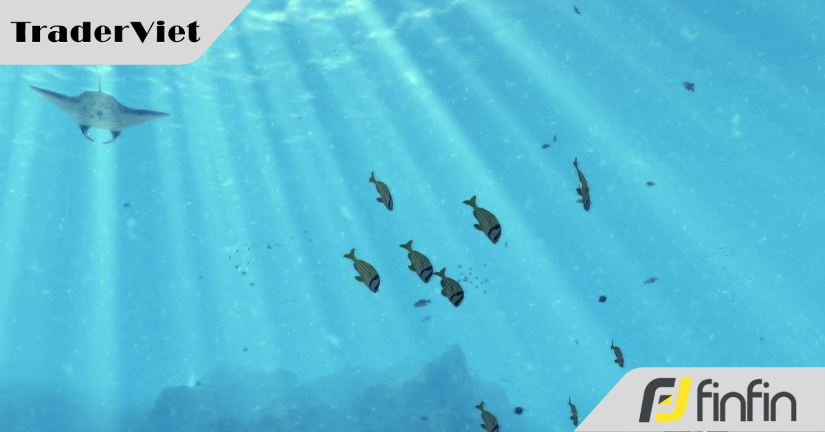 Tất tần tật về chiều sâu của thị trường (P.1)