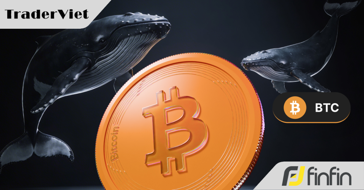 Cá voi cược lớn vào Bitcoin bất chấp nhịp điều chỉnh dữ dội