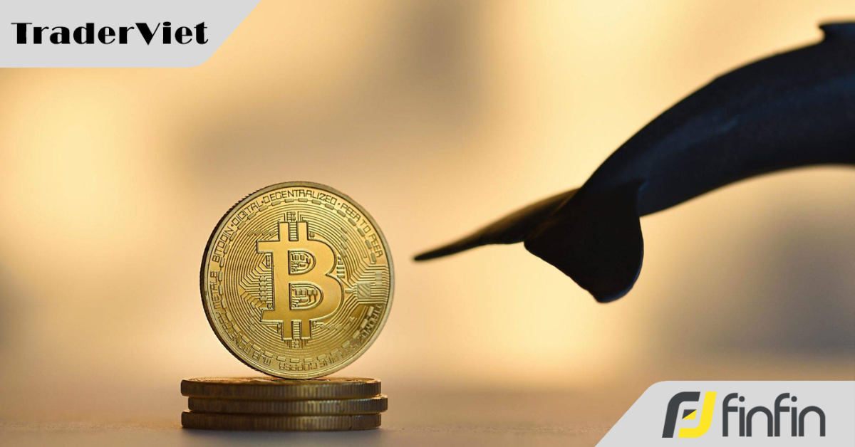 Giá Bitcoin đổ đốc, những 'cá voi' toàn cầu đổ hàng tỷ USD gom tiền số