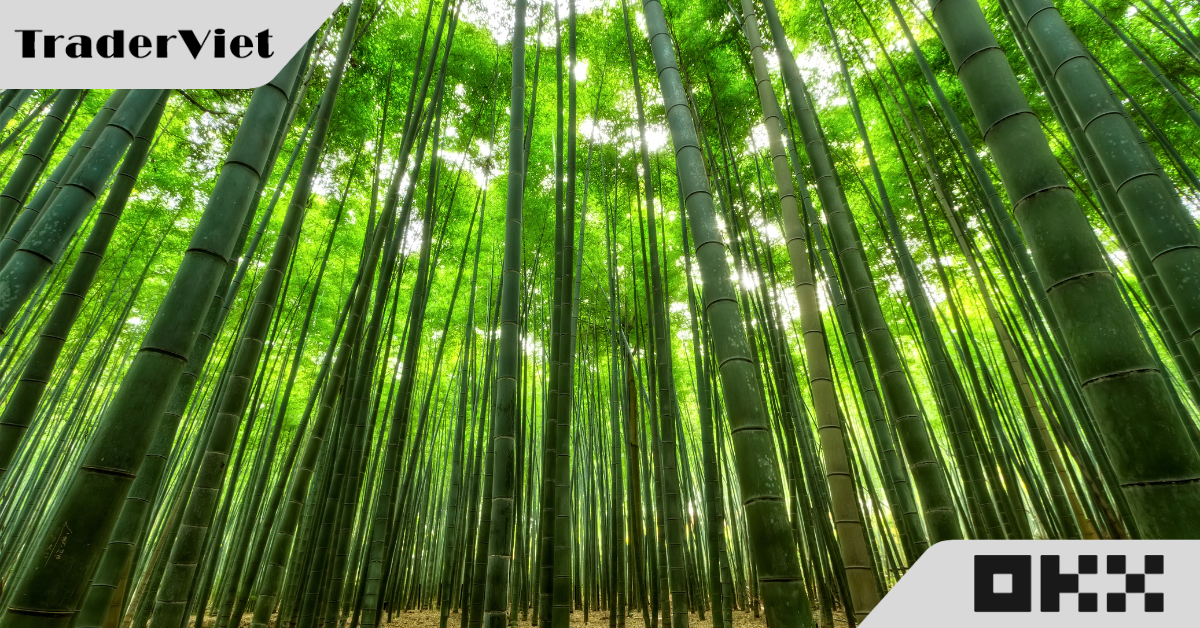 Hôm nay trade coin gì? - 12/11: Tăng trưởng như tre