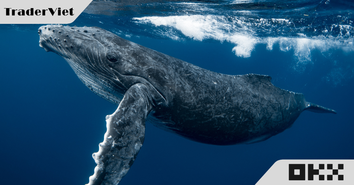 Ví cá voi Bitcoin 'thời đại Satoshi' thức giấc