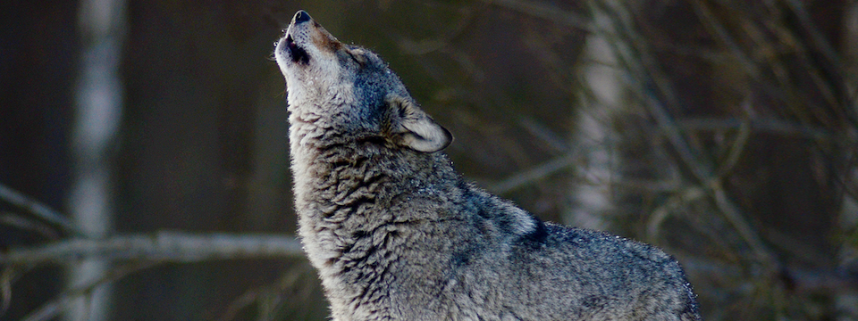 Chỉ báo Wolf W - Indicator vận dụng phương pháp sóng Wolfe