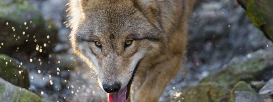 Truyện ngắn ''Phòng xông hơi của bầy sói'' - Chap 4: Vồ mồi