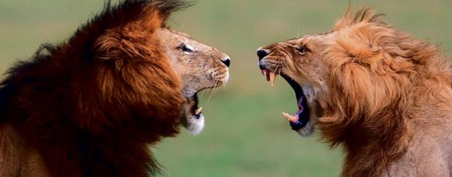 Sử dụng kỹ thuật Hedging trong giao dịch ngoại hối nhằm giảm thiểu rủi ro