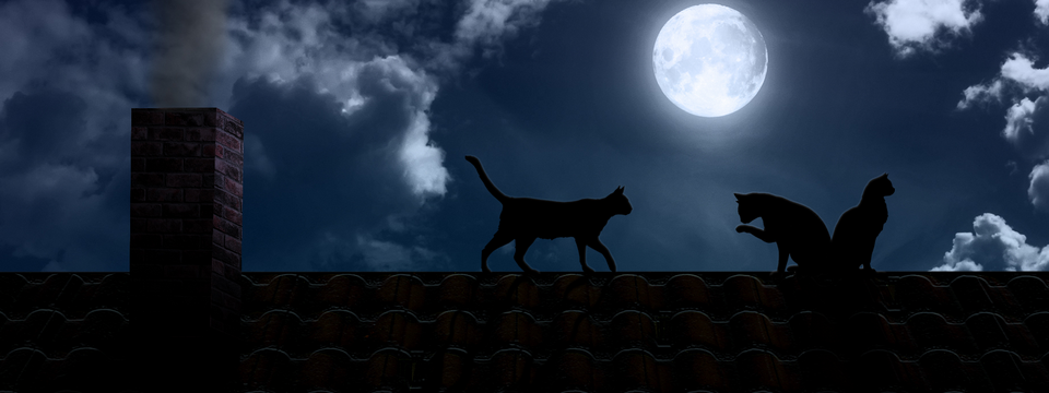 Mô hình giá... mặt trăng và ba con mèo: cách thuật toán phát hiện hướng đi của giá Bitcoin