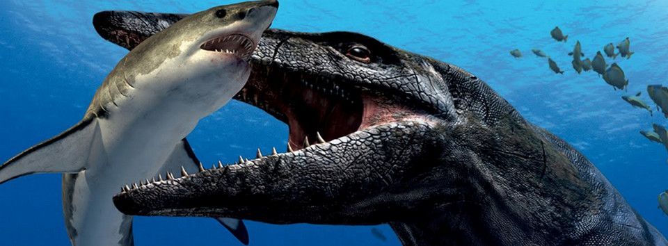 Oh Sh*t again! Cá voi bơm giá trả thù cá mập ???