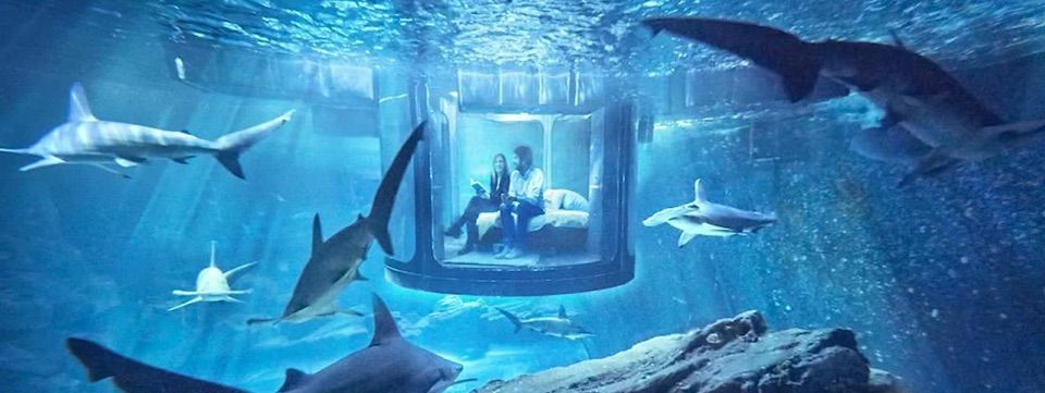 (Hỏi ý kiến pro) Cá mập làm gì và (Ý tưởng) Đu theo cá mập