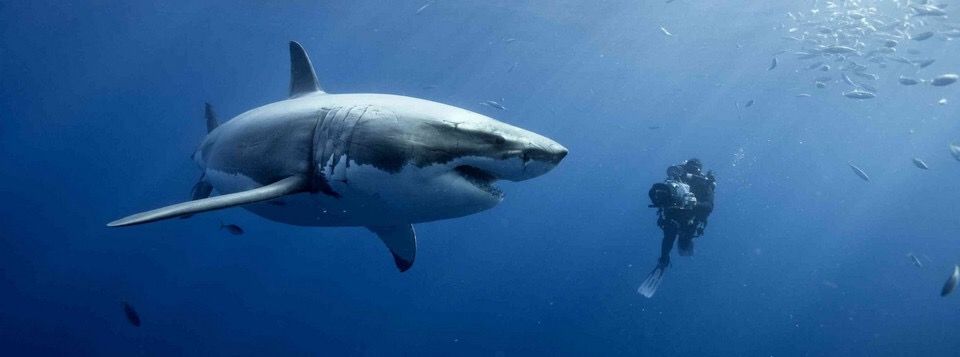 Điểm mạnh của các trader nhỏ lẻ mà Shark không hề có được