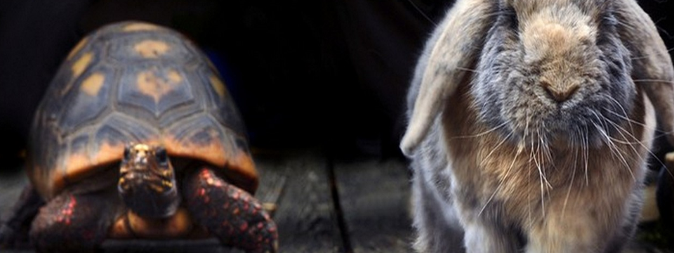 (Vui vẻ)Thỏ và Rùa cùng nhau trading...