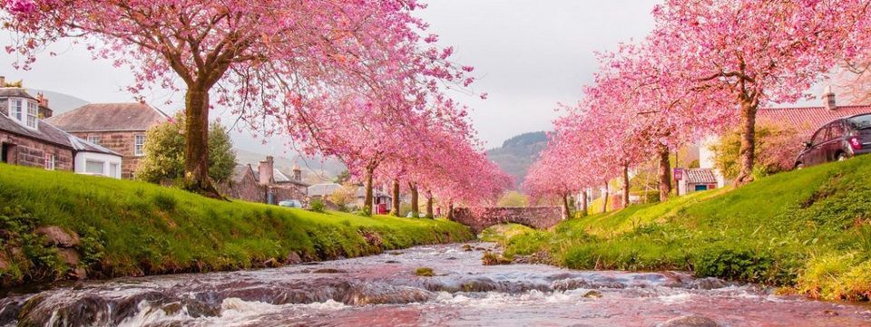 Câu chuyện bông hoa hồng đẹp nhất  và con đường dẫn đến sự thành công của một trader