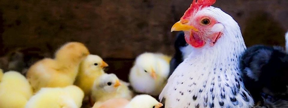 Câu chuyện bẫy gà và nguyên nhân thất bại của phần lớn trader hiện nay