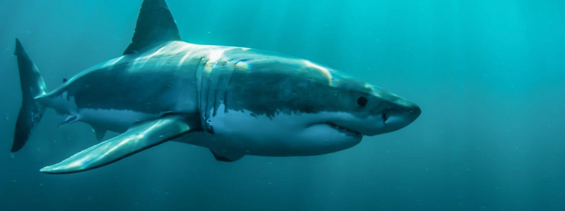 Cá Mập trên thị trường crypto không hề xấu như chúng ta nghĩ