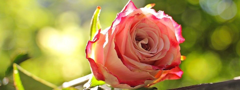 Phân tích Crypto tối ngày 29/11 - Khi niềm tin nở hoa