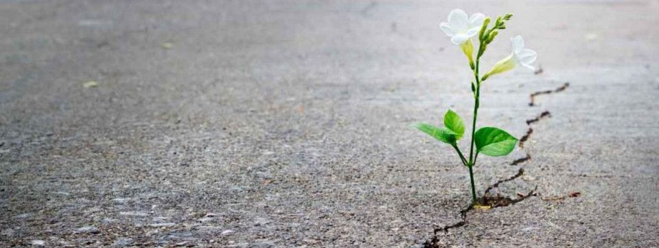 Vì sao 2019 có thể là năm tốt đẹp cho cộng đồng Trader Việt Nam?