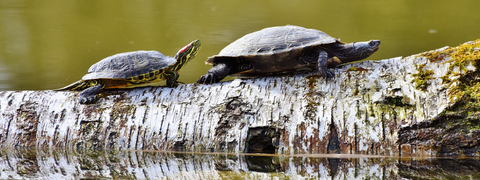 Chia sẻ 5 bí mật về cách quản lý rủi ro của trường phái Turtle Trading - Phần 1