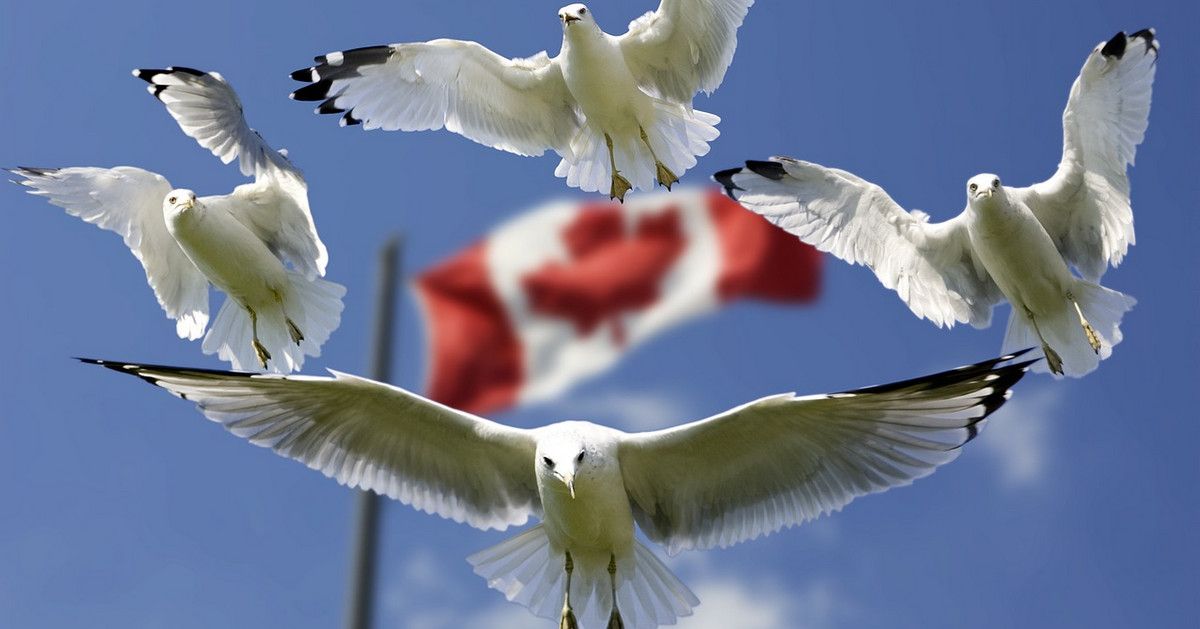 Bão BoC tối nay có thể "thổi" CAD bay đi đâu?