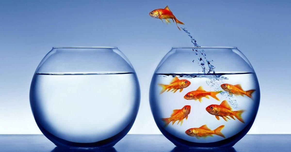 Cổ phiếu có mệnh giá và Cổ phiếu không có mệnh giá là gì? Đâu là sự khác biệt cơ bản giữa chúng?