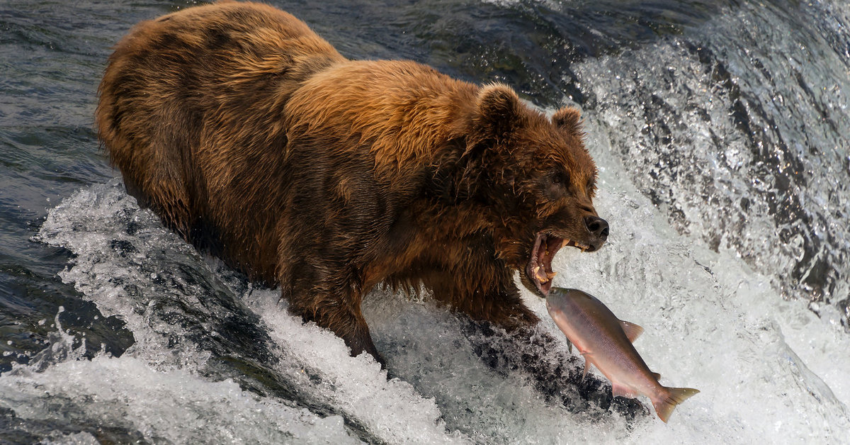 Phân tích chỉ số Dax và FTSE 100 đầu phiên Âu ngày 21/02 - Gấu bắt đầu vào cuộc!!!