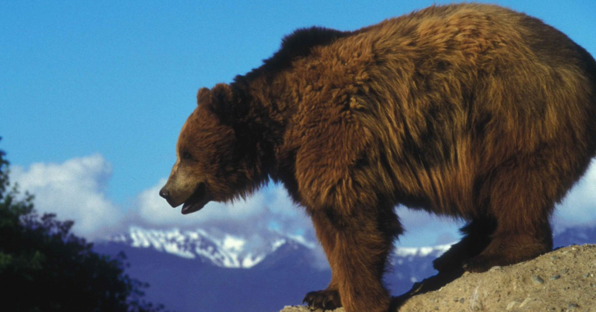 Thị trường chứng khoán Mỹ lên đỉnh - Gấu em có dấu hiệu kiệt sức!!!