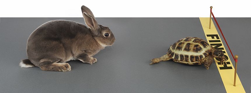 [Câu chuyện] Câu chuyện "Rùa và Thỏ" và những điều bạn chưa biết hết về nó