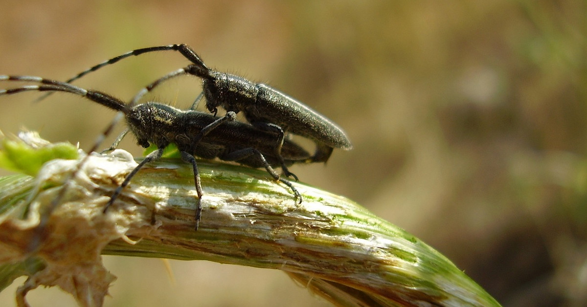 (Vui vẻ) Tư vấn sao cho người anh em này đây các anh em?