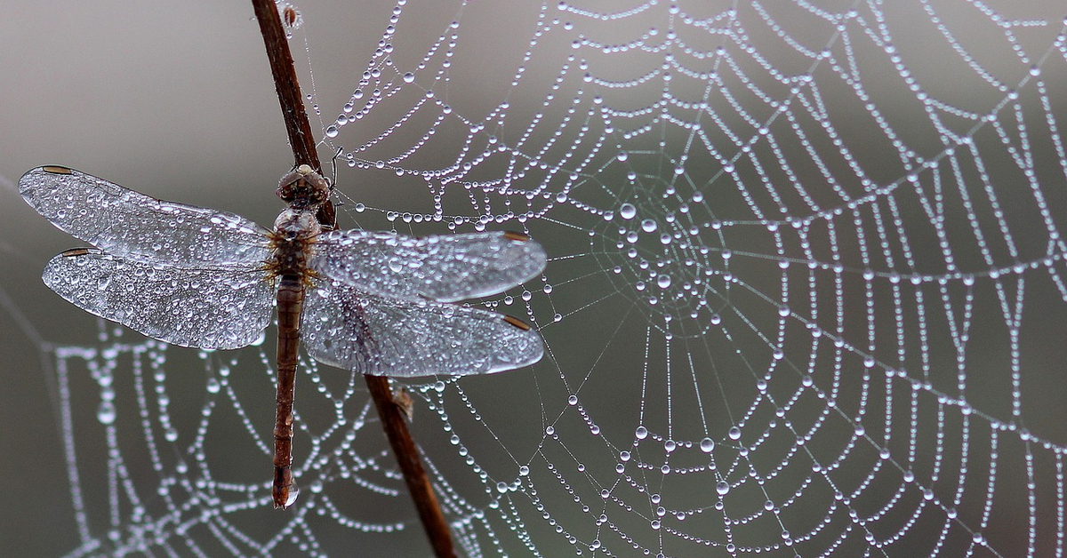 Bài viết quảng cáo Quyền chọn nhị phân giăng bẫy khắp nơi với những câu chuyện hoang đường