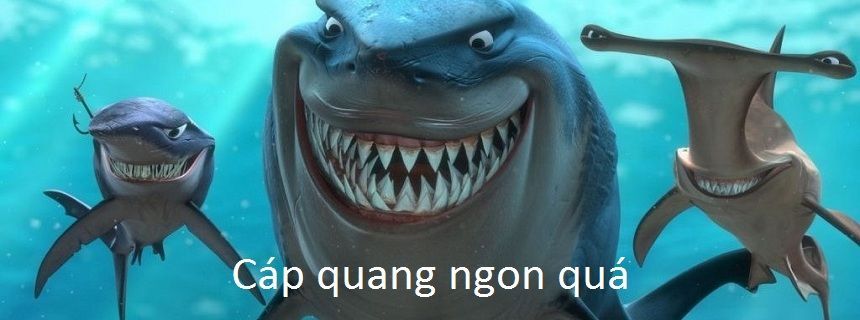 Đứt cáp quang thì làm gì?