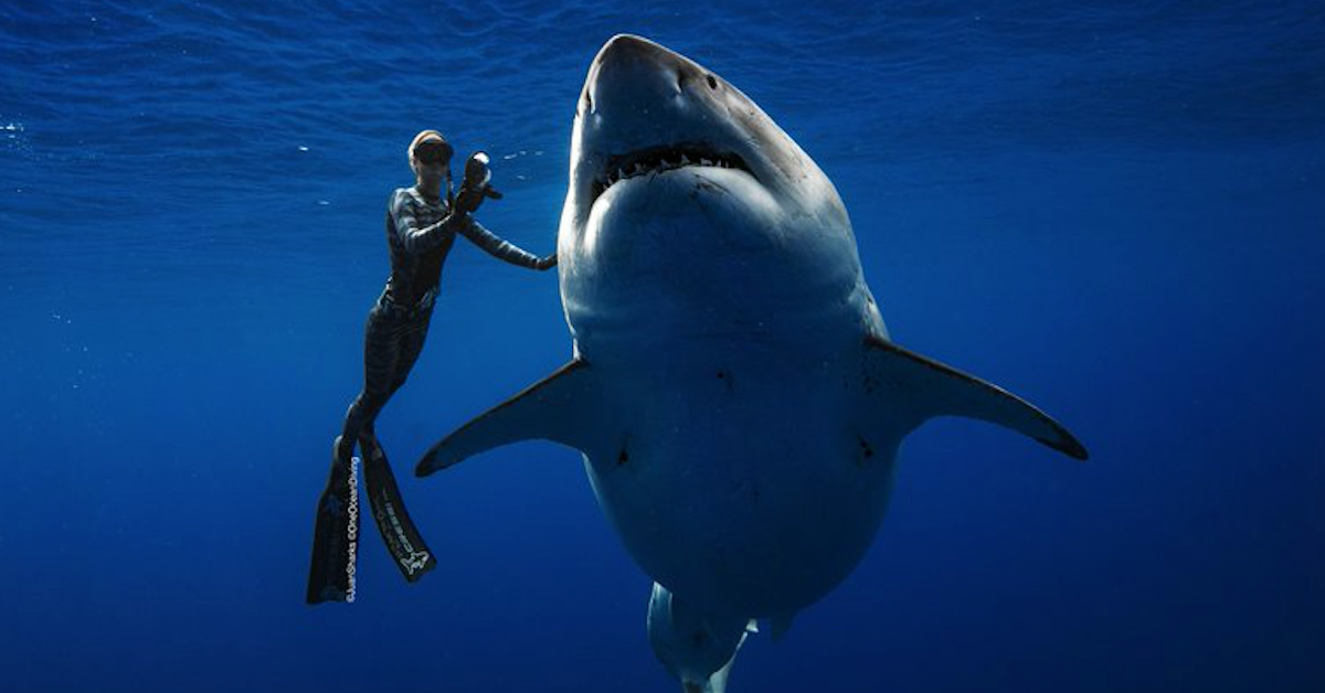 Cá mập làm giá như thế nào?