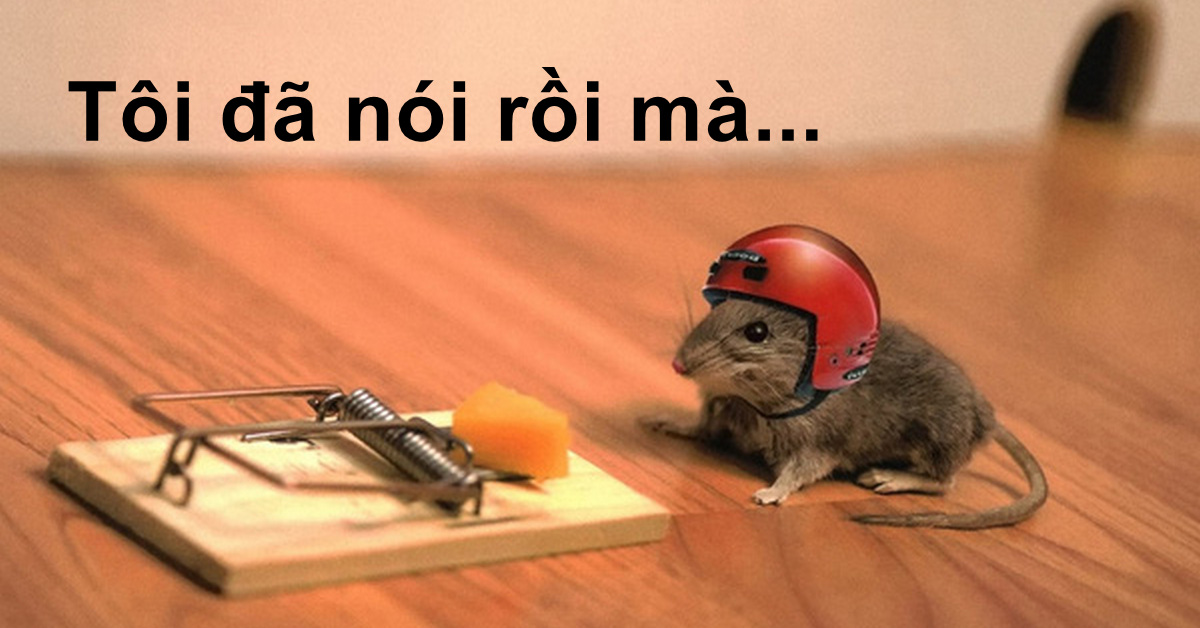 Câu chuyện cái bẫy chuột và lời thức tỉnh gửi đến các anh em Trader...