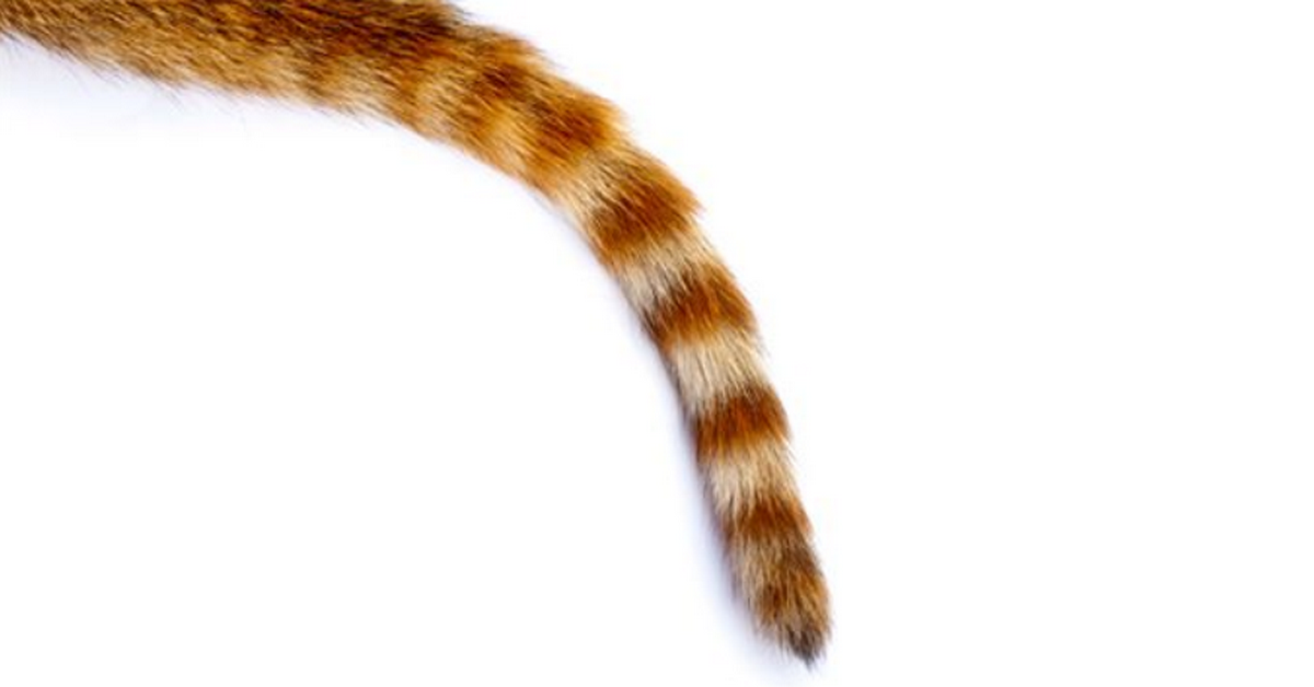 Chiến lược giao dịch Binary Options với đuôi nến