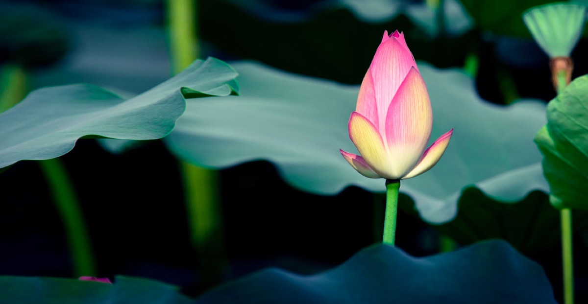 Ứng dụng triết lý Phật Pháp vào trading đáng suy nghĩ cho anh em Trader Việt