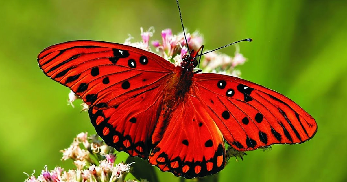 Hôm nay trade coin gì? - Ngày 01/10: Con bướm nguy hiểm