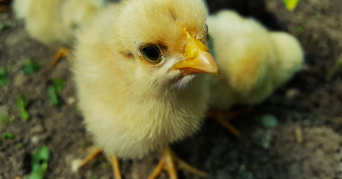 Câu chuyện Trading 1% một ngày và câu chuyện tôi chơi bóng đá