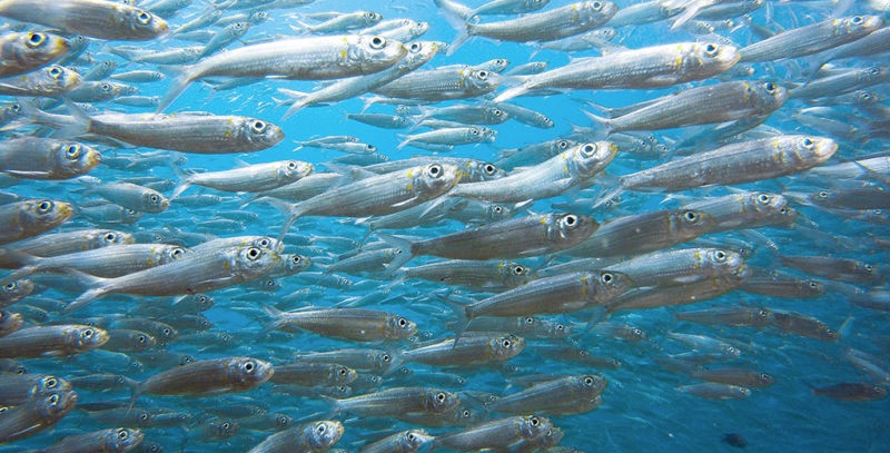 Trader Việt là những con cá mòi trong mắt Broker