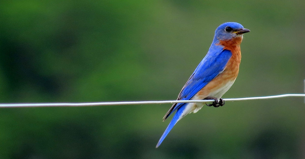 Hội chứng Chú Chim Xanh - Vì sao trader lại không hài lòng với kết quả giao dịch?