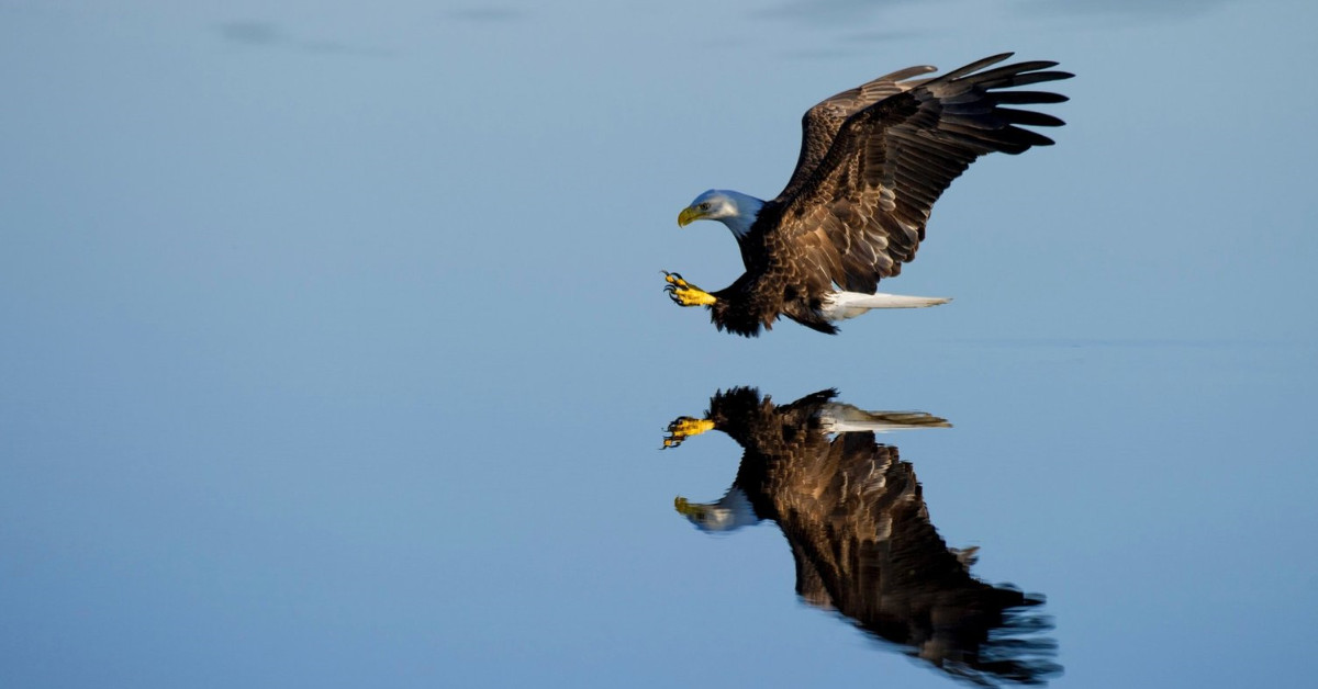 Chiến lược giao dịch đơn giản kết hợp chỉ báo RSI 5 và SMA 20!