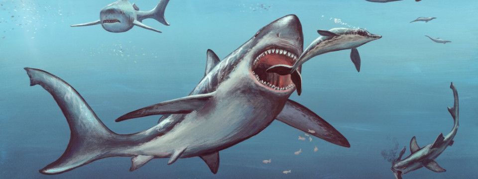 Khả năng cao là hôm qua bọn Big Boy đã chơi anh em Trader chúng ta