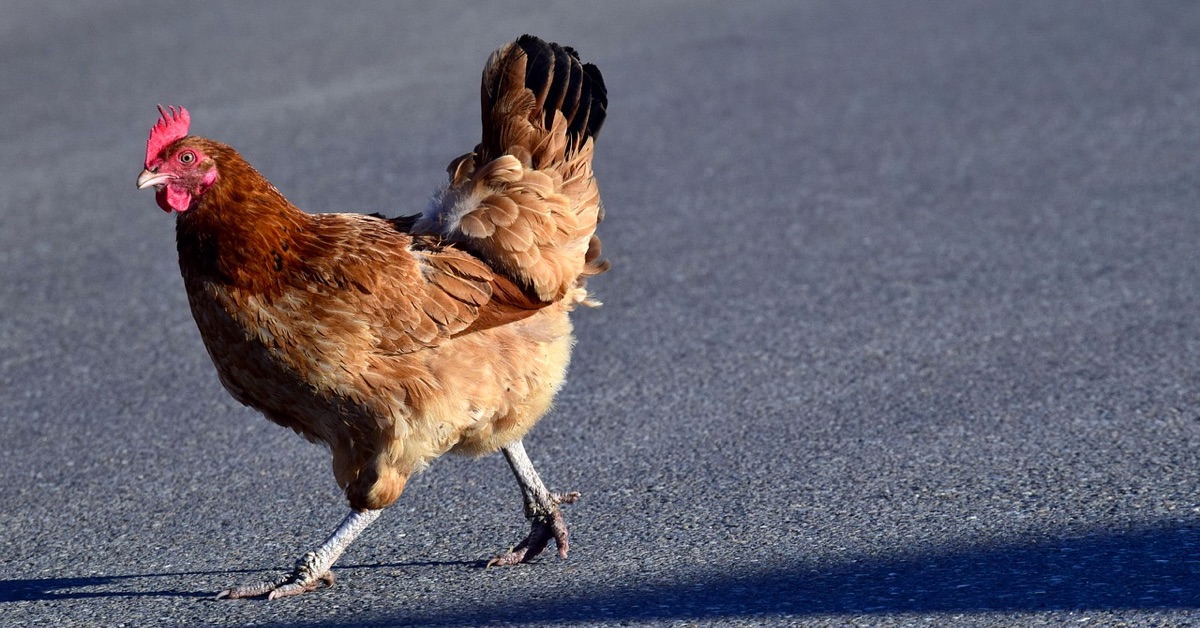 Lùa gà đại pháp (Phần 4): Trộm gà hàng xóm