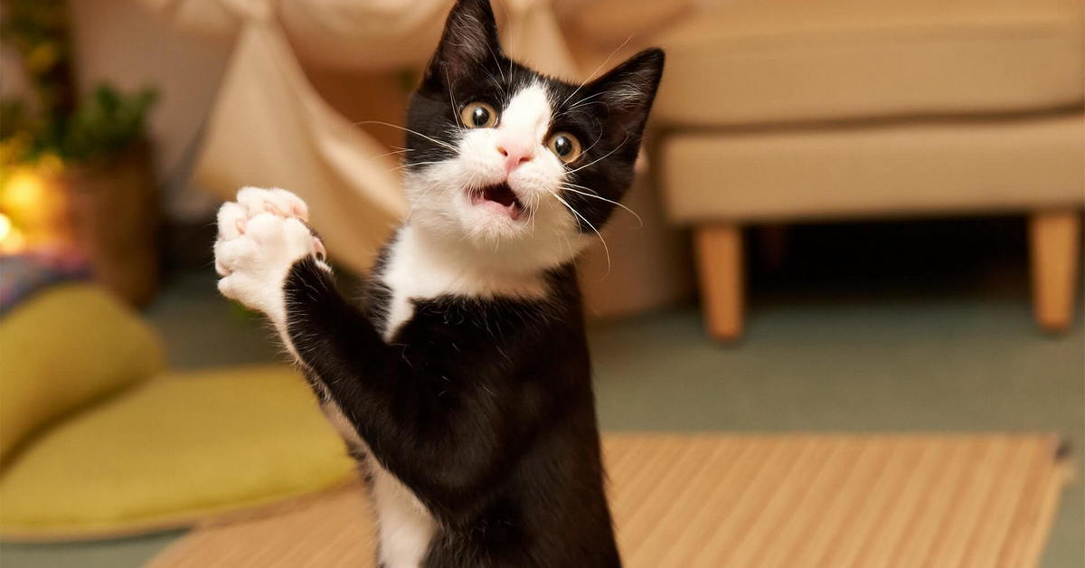 Cách xác định tín hiệu nến pinbar chất lượng trong giao dịch hành động giá - Phần 1