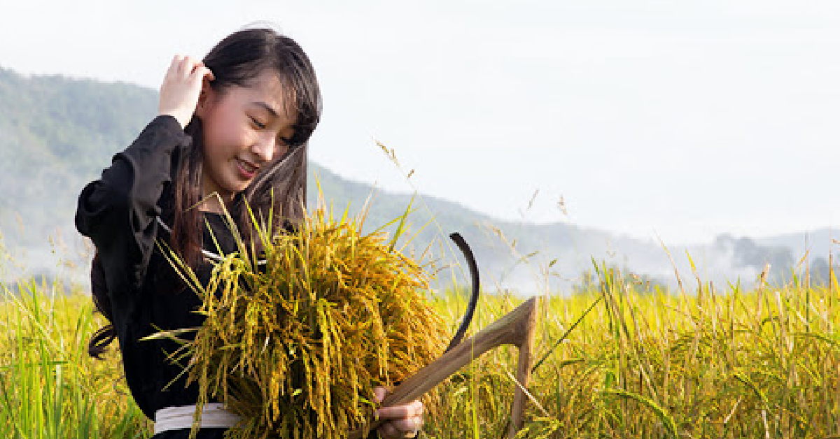 Hôm nay trade cổ phiếu gì? - Ngày 17/7: Lúa trổ đòng đòng trong mùa đầu tiên