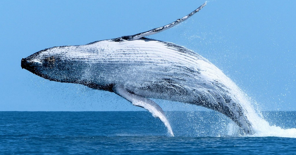 Nhà đầu tư rót hàng tỷ USD để thuận theo lý thuyết 'cá voi Nasdaq', giới phân tích lý giải thế nào?