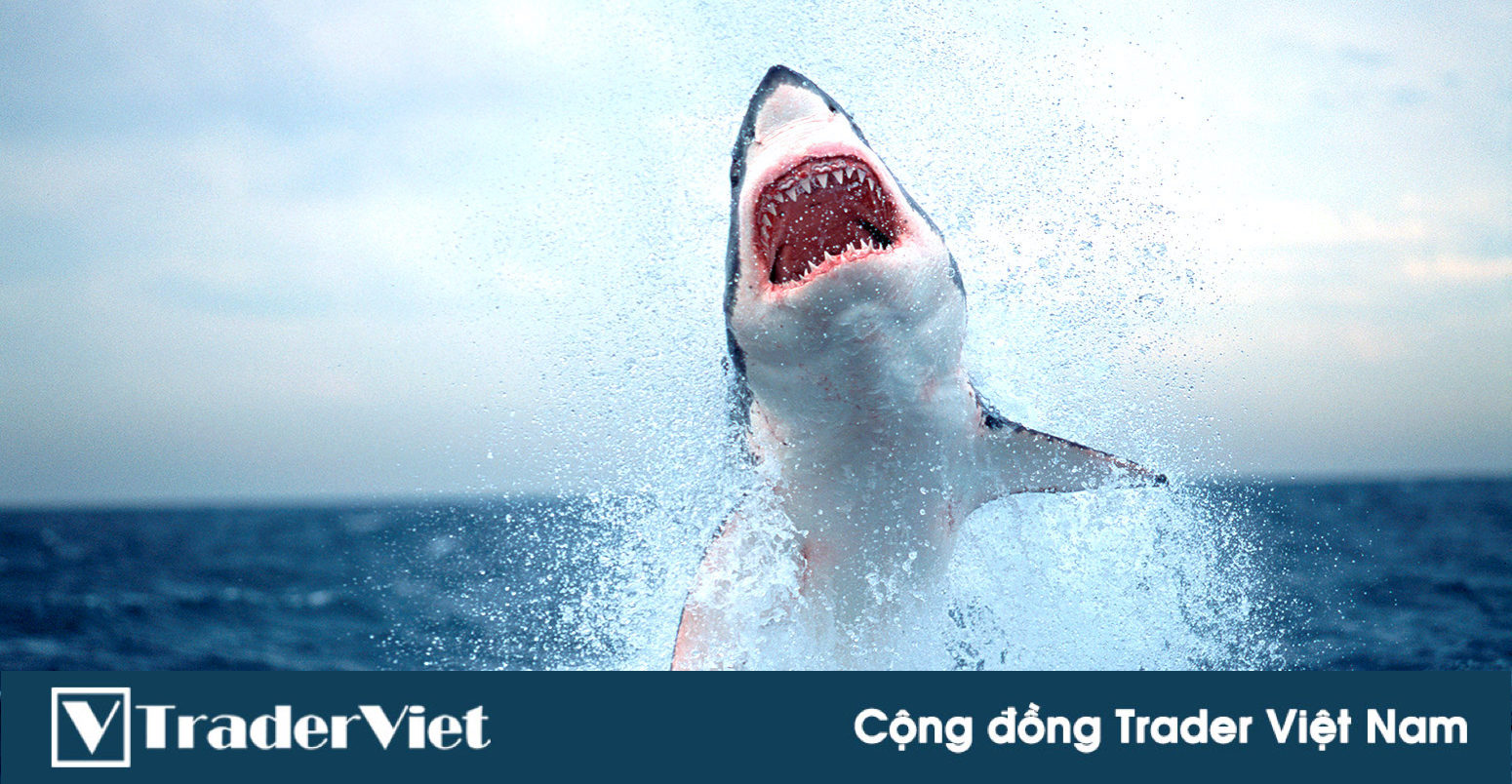 Thành thạo Price Action trong 30 ngày - Ngày 15: 10 Quy Tắc Vàng để dự đoán hướng đi Cá Mập