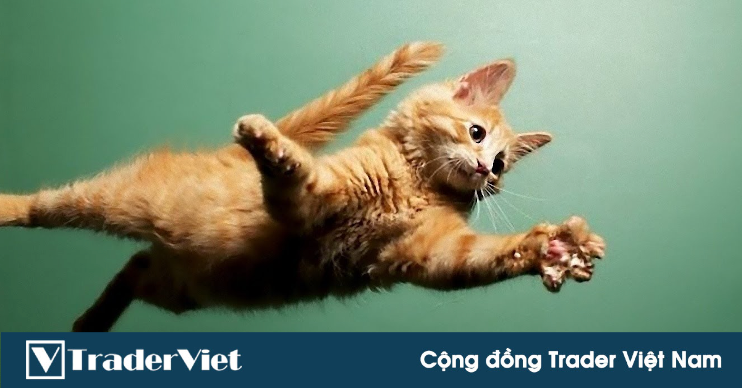 TOP 5 Altcoin đáng chú ý - NEM, ADA, VET, LINK, LEO