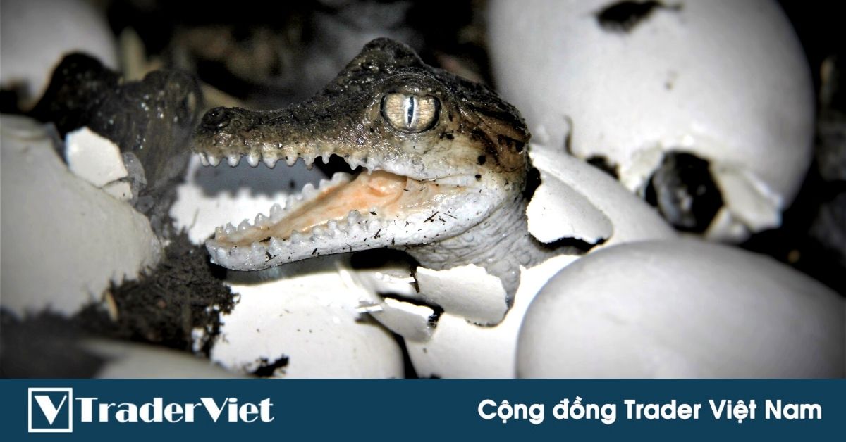 Trader thành công và cái bẫy của nguyên tắc 'Cá Sấu Săn Mồi'