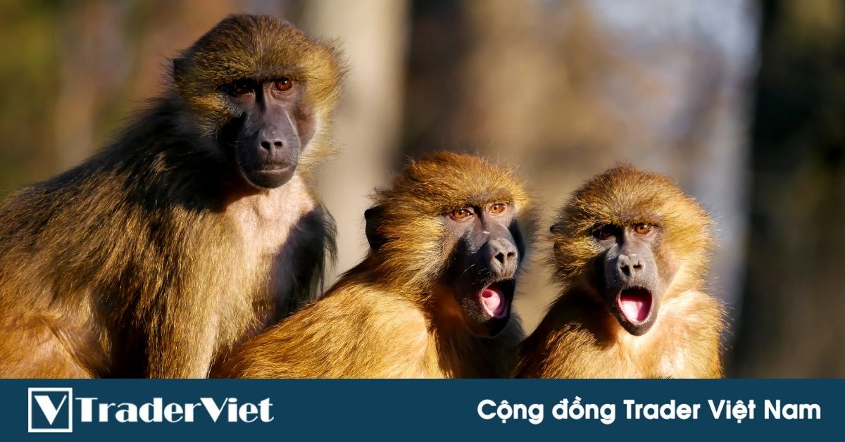 Ngân Lượng đang bị sự cố? Cộng đồng TraderViet nhớ lại sự kiện Liberty Reserve