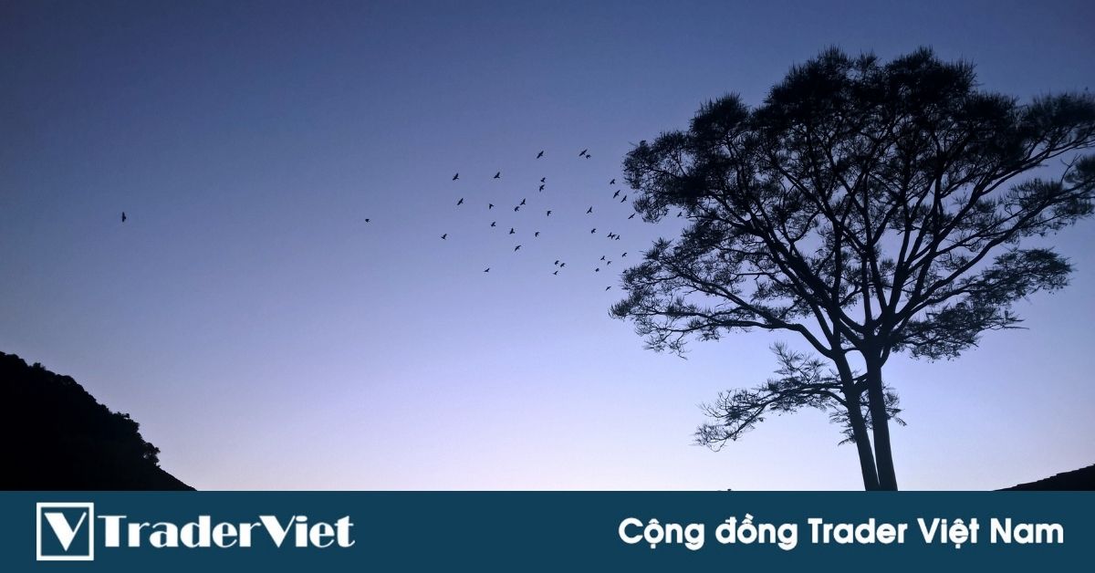 (Trader chia sẻ) Cổ thụ và cây ngô. Chiêm nghiệm giống như nghiệp trade của chúng ta.