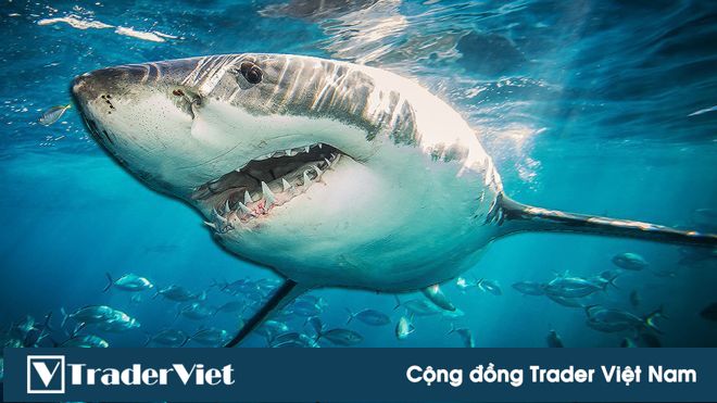 Giá càng tụt sâu, 'cá mập' giữ số Bitcoin nhiều nhất thế giới càng tranh thủ ‘bắt đáy’